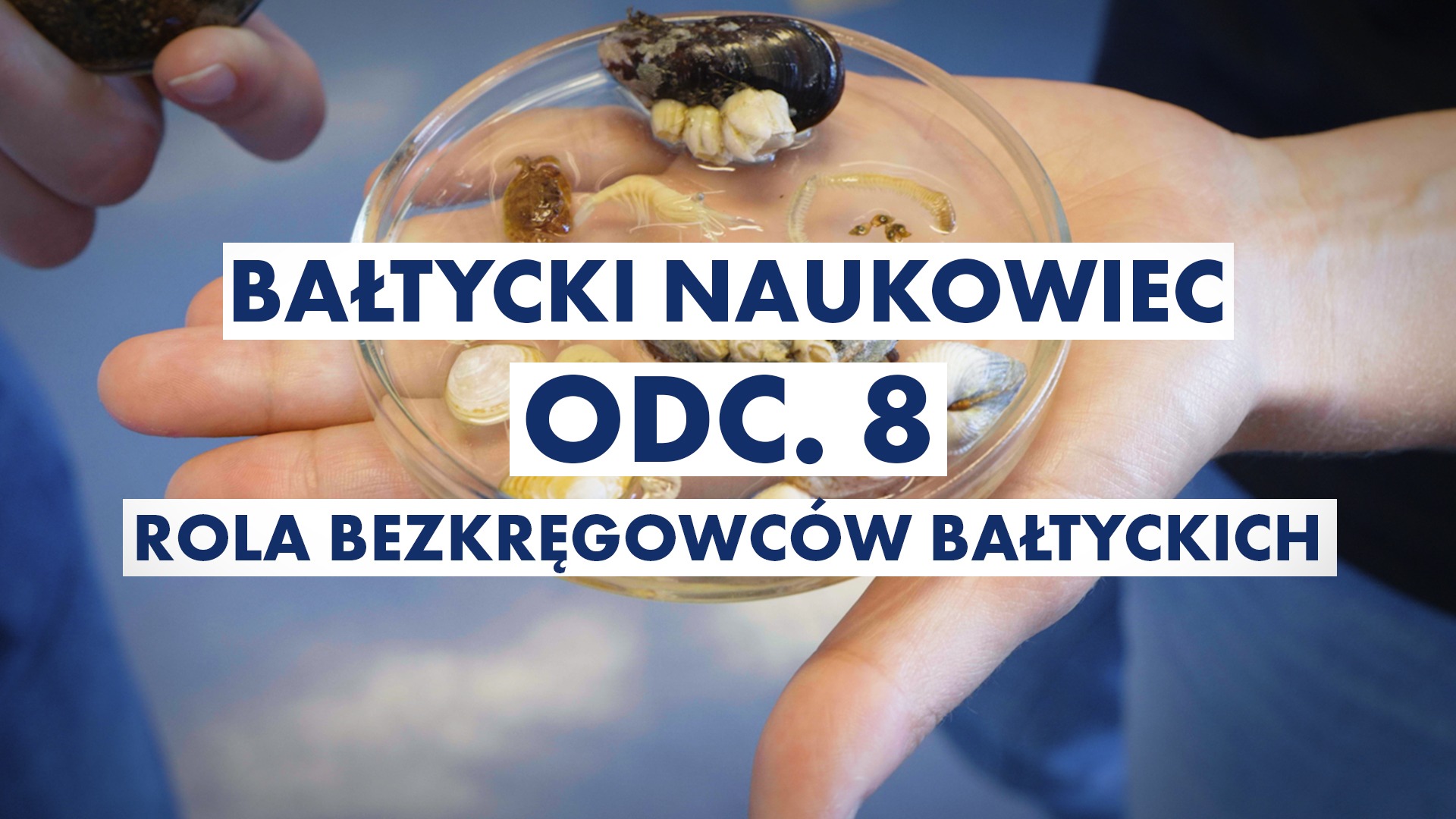 Odc. 8: Rola bezkręgowców bałtyckich - OCEAN LITERACY