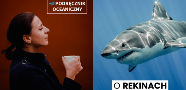 ODC. 148: O rekinach